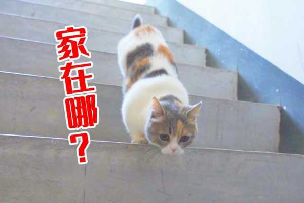 猫咪回家记好莱坞（猫记回家的路吗）